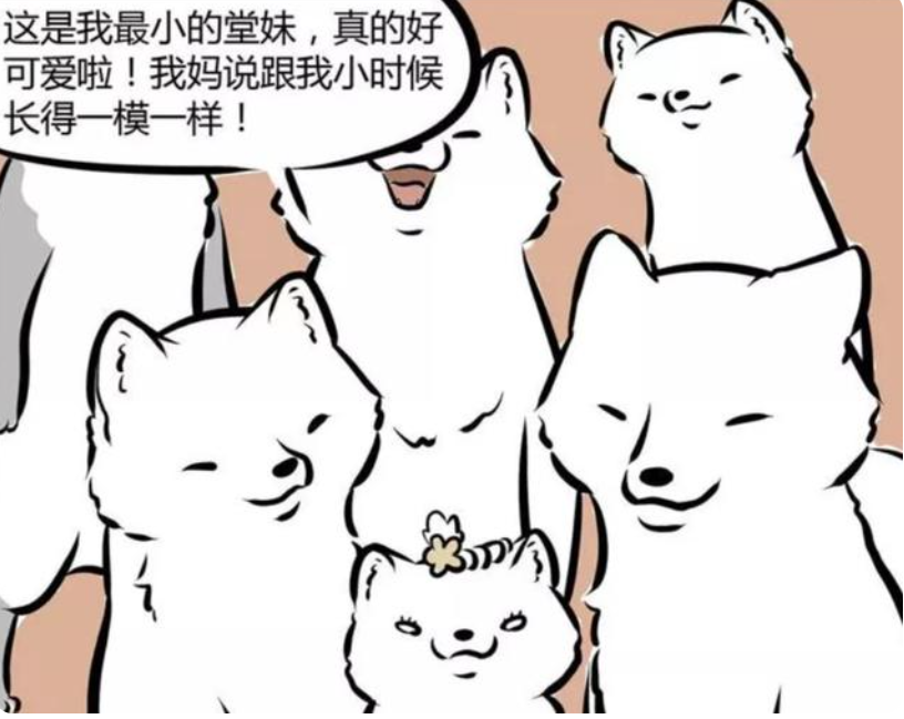 狐貍|非人哉:九月的親戚不僅有白狐,還有灰白狐!但沒有紅狐貍!