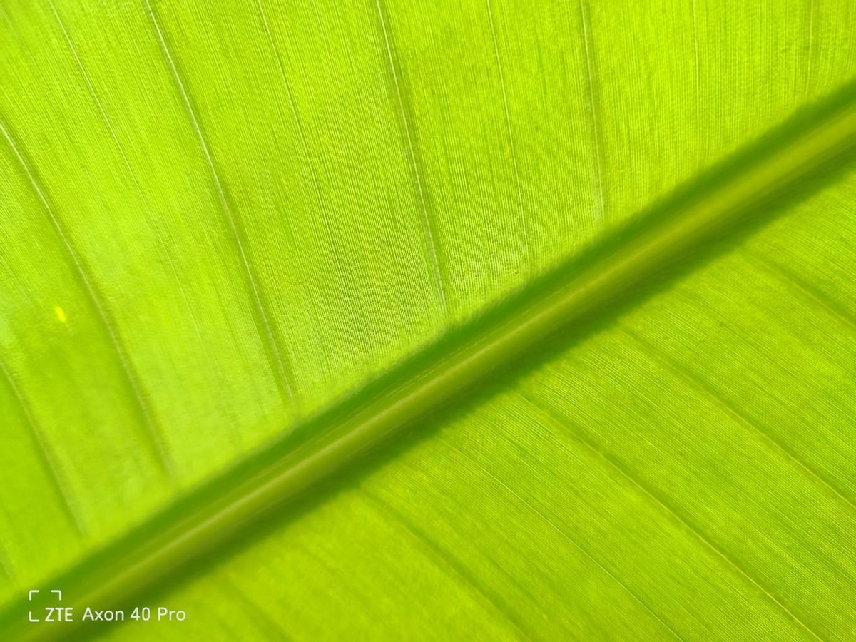 中兴|中兴Axon40 Pro：能拍能打的它，能给我记录了什么样的瞬间