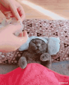 |“这是小蛇出了轨,还是青蛙劈了腿?”现实版的美杜莎女王吗?