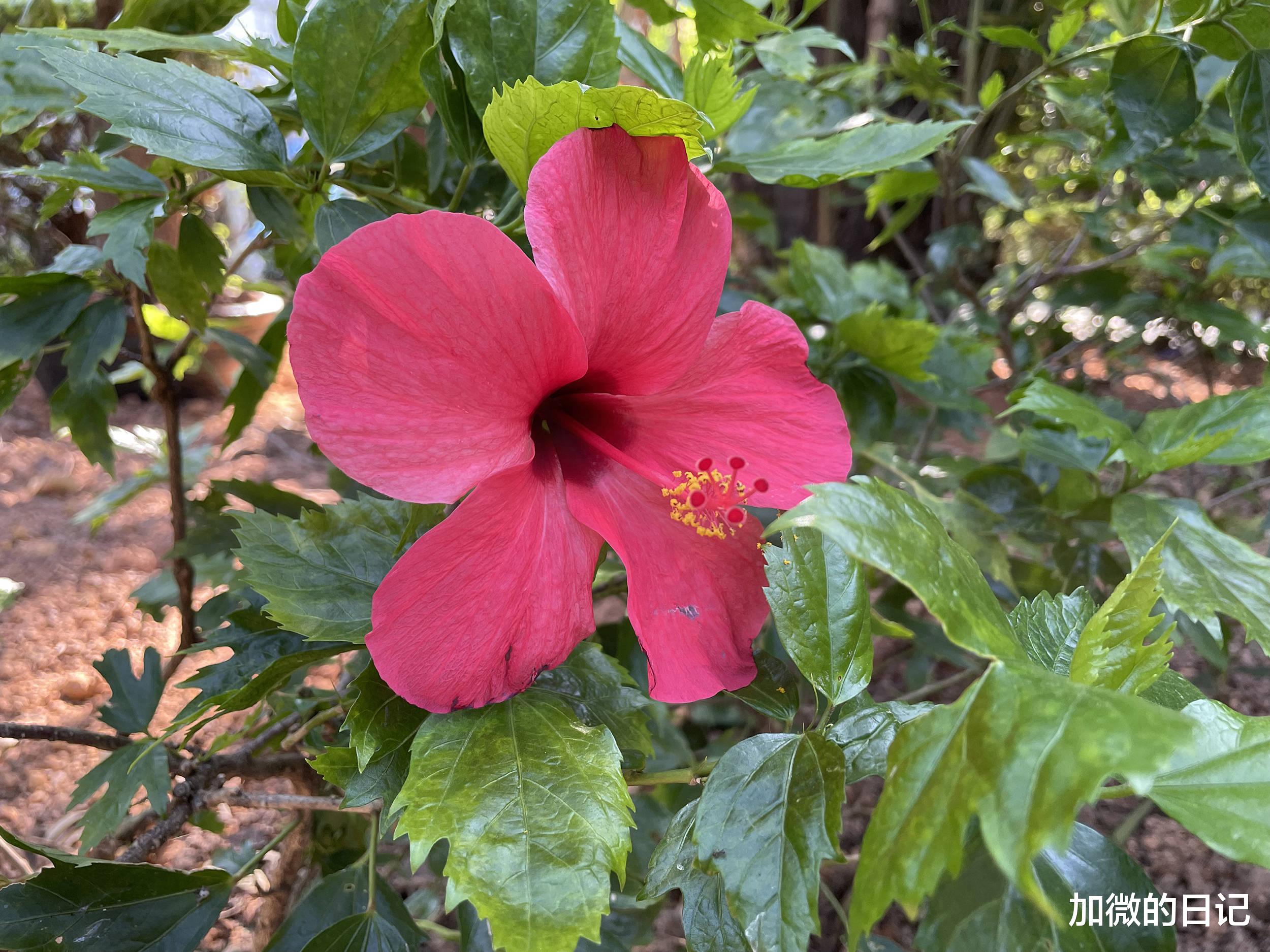 适马|巅峰时期的诺基亚拿出了N95，差一点就征服全球了