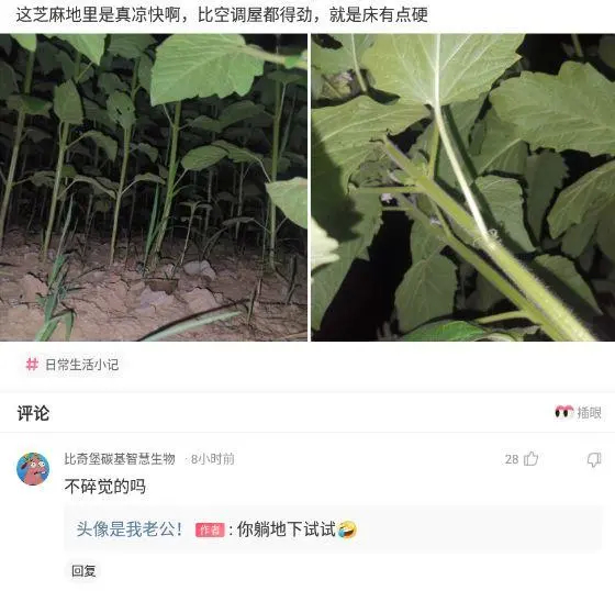 神回复|神回复:路上撞了一个大姐,我应该怎么办啊?神评方案绝了