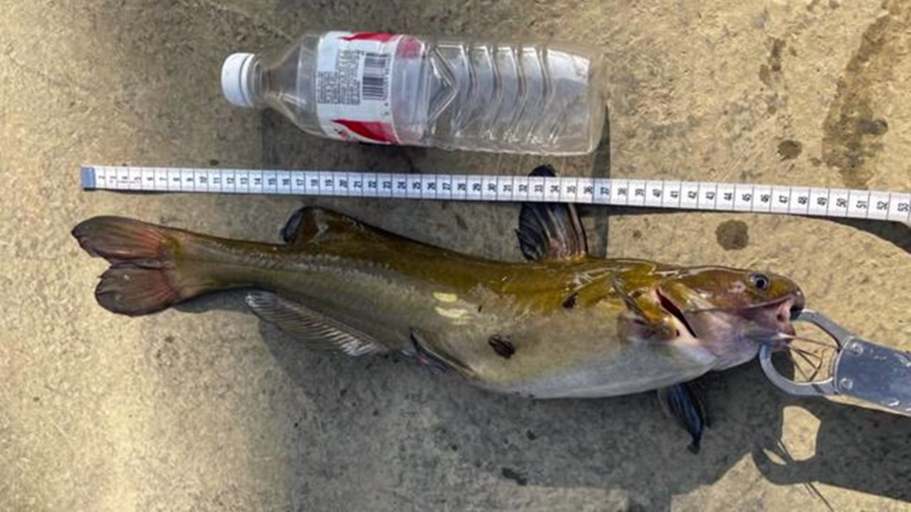 广西|半米长3斤重，男子户外野钓意外收获“黄颡鱼王”，最后如此处置