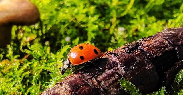 荣耀70|荣耀70与RedmiNote11TPro+全面对比：优缺点很明显