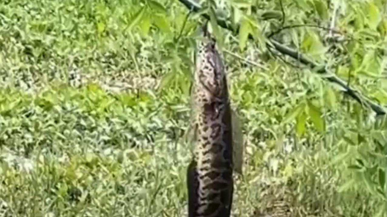 驻马店|垂钓的最高境界，河南一男子野塘钓获黑鱼，结果它“飞”到了树上