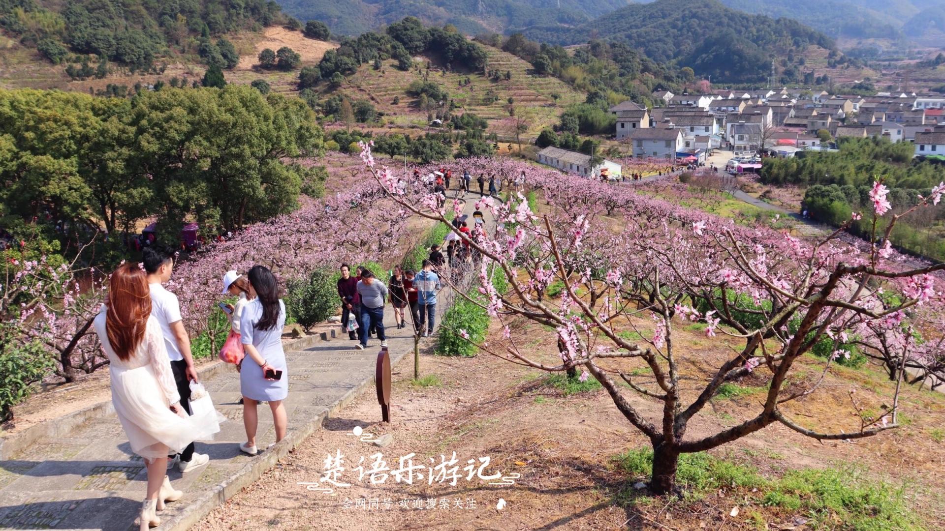 宁波|浙江这里的桃花开了，人面桃花相映红，美成宁波网红景点，免费玩