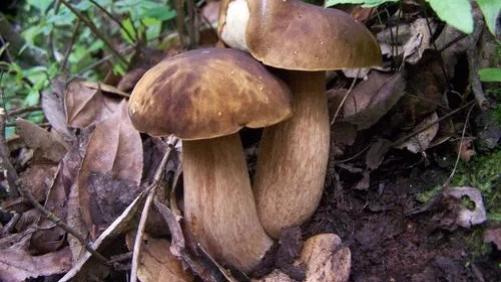 面条|哪些食用菌对汗管瘤有好处？