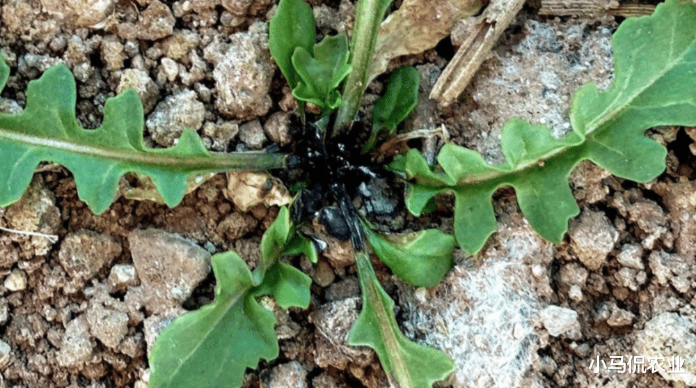 机器人|国外小伙造激光机器人1小时除草10万株,地毯式“轰炸”,AI识别