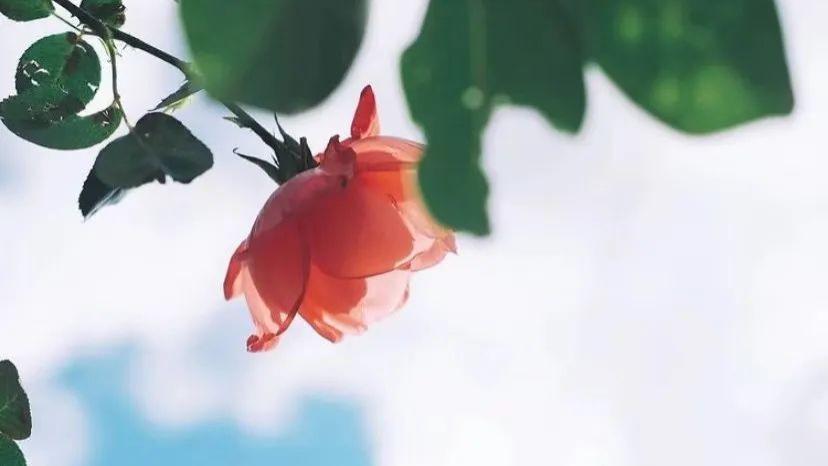 春天拍花必看！只要你有一部手机，就能拍出好看的花朵照片