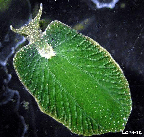 海贼王|海贼王1052话情报,大将“绿牛”来和之国!以藏和阿修罗确认死亡