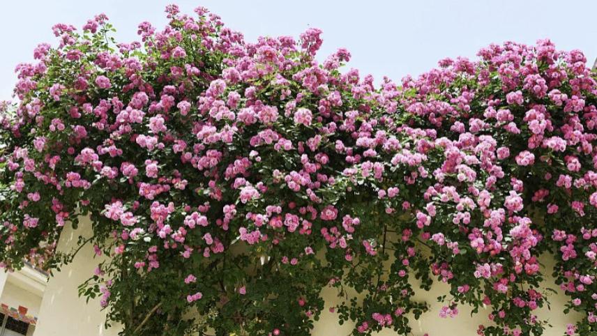 被渣男害死重生后，我跟他的死对头霸总恋爱了