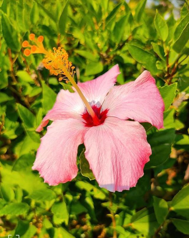 英伟达|中兴Axon30Ultra：8+256G降1500，为求销量不要利润