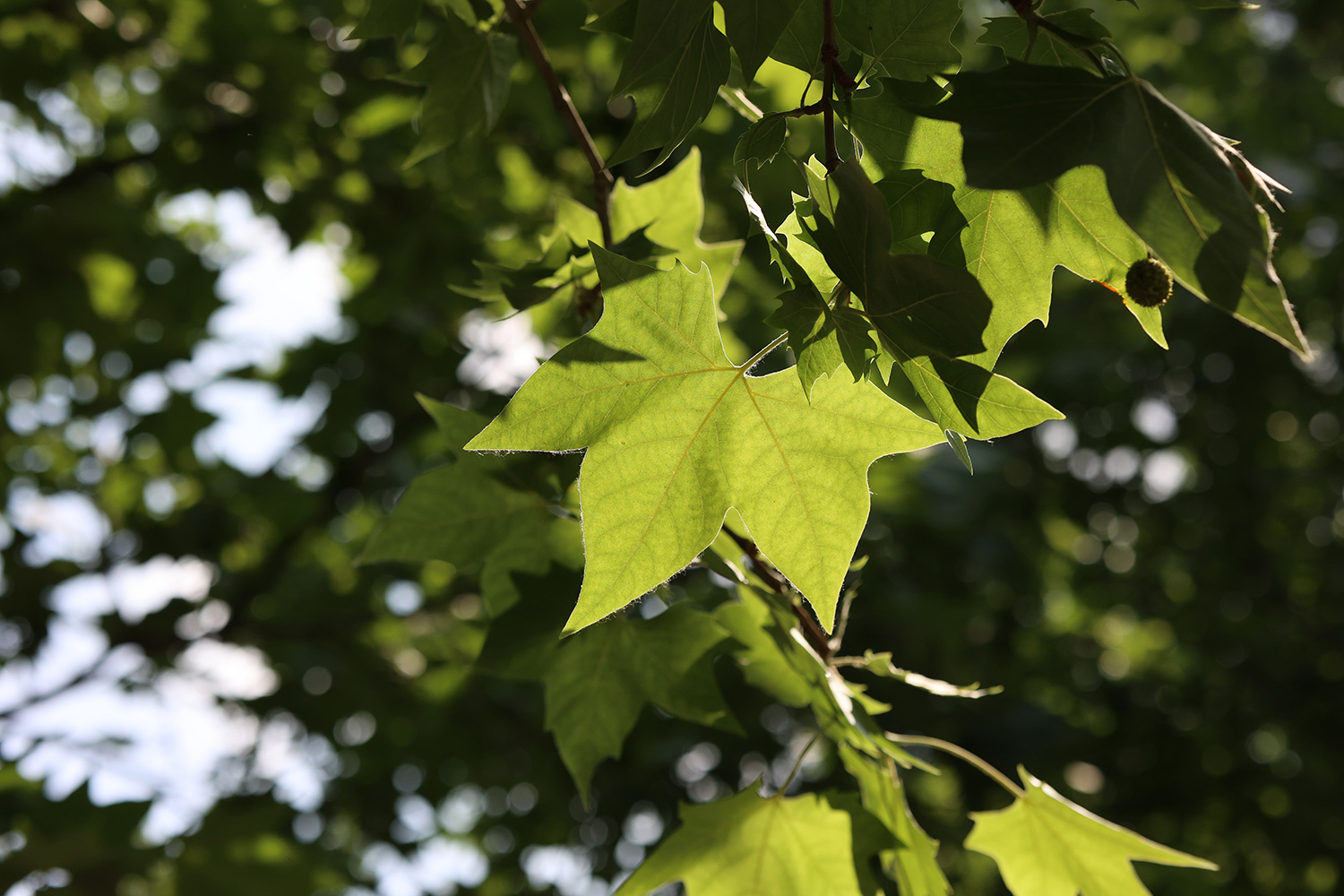 键盘|微距对垒，佳能RF口85微距，对阵尼康Z口50微距，谁表现更好？