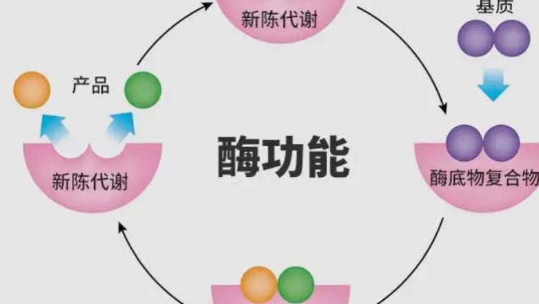 睡眠|一起来说说“酶”（五）