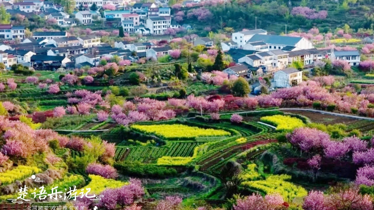 宁波|浙江宁波有一个宝藏古村落，千亩晚樱花开烂漫如霞，胜似童话世界