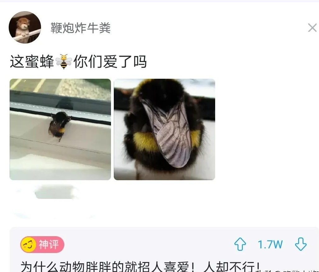 高通骁龙|神回复:假如我发明了0.1nm光刻机,把光刻机献给国家,我能专升本吗?