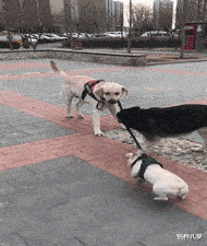 盜版|“你見過最離譜的盜版商品是什么？”