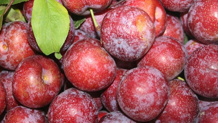 李子|吃1次顶10斤李子，甲科主任：若你喜欢吃，甲状腺或会很感谢你