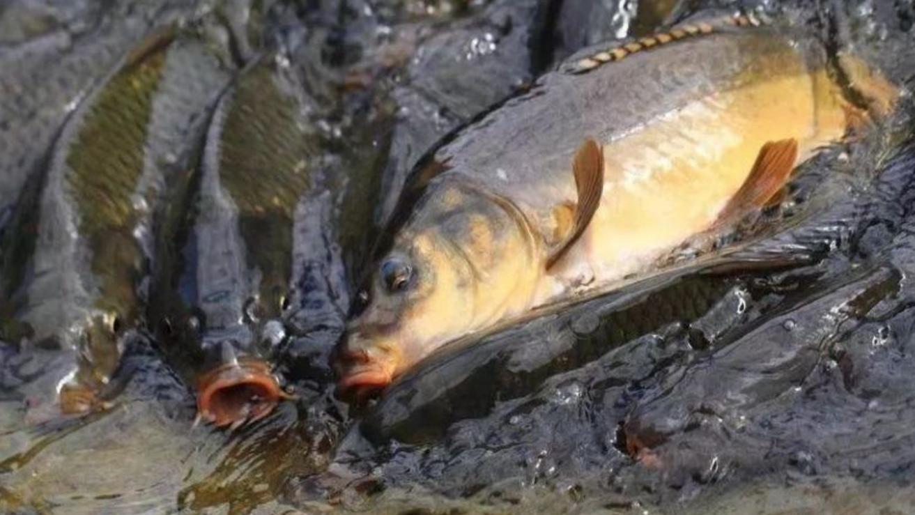 |春冬交际钓鲤鱼，让你拉到手软的地形选择！