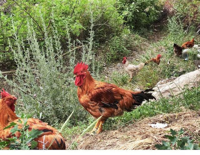 小米科技|小米12S评测：一款优秀的紧凑型旗舰手机