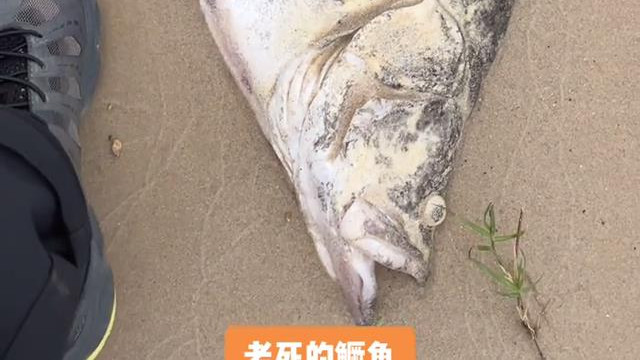 长江|可惜了！罕见大鳜鱼死亡搁浅江边，钓鱼人：老死的