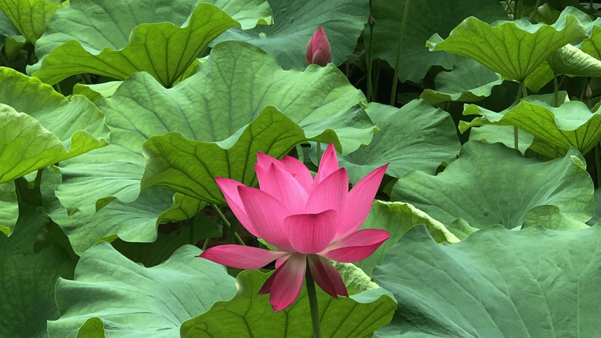 透过音符赏莲花