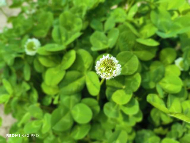 红米手机|天玑9000的拍照到底如何?简单可信赖,处理1亿像素图片迅速