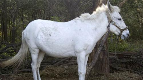 杨洁|拍完86版西游记后，饰演“白龙马”的那匹白马，最终结局如何？