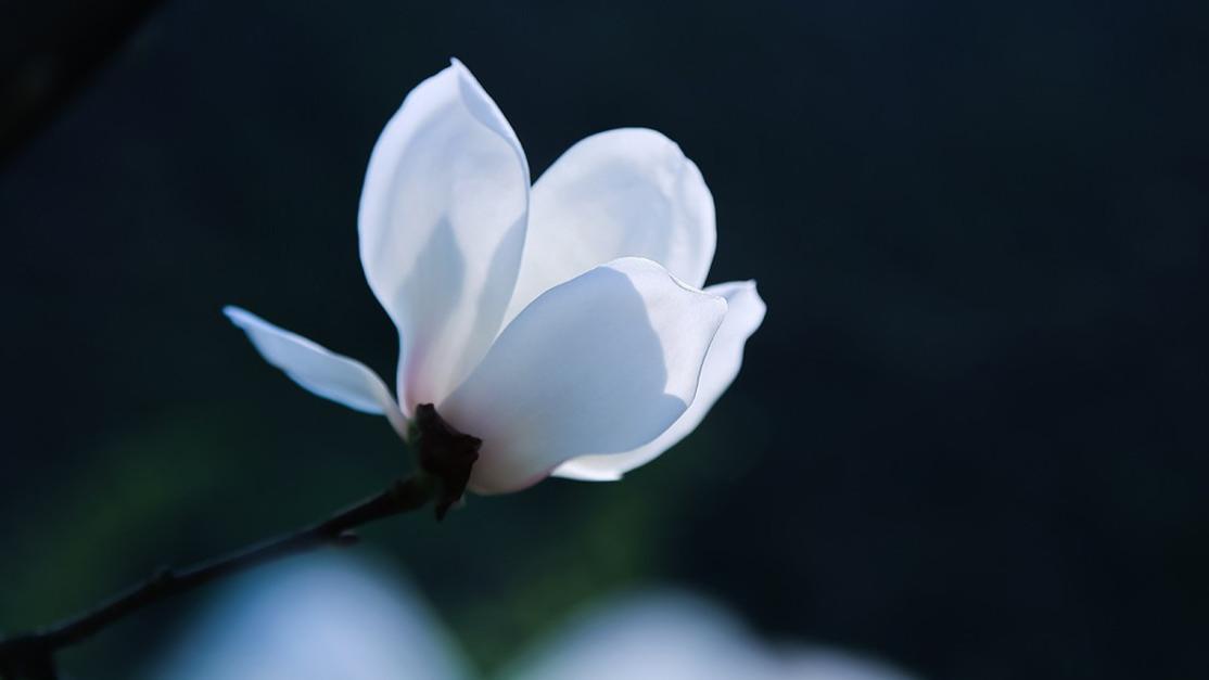 用了这6个拍摄方法，实拍24张白色玉兰花的照片，有没有你喜欢的照片？
