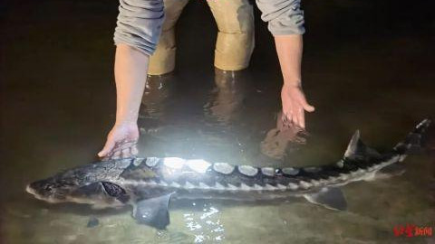|生态见好！“长江鲟”现身湖南资江，被垂钓者钓获后放生