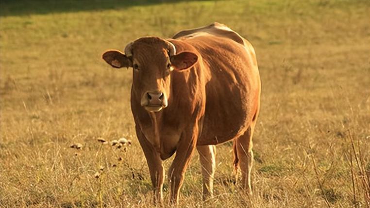 来历不明|西沙东岛发现来历不明的400头野牛，已繁衍300多年，它们从哪儿来的