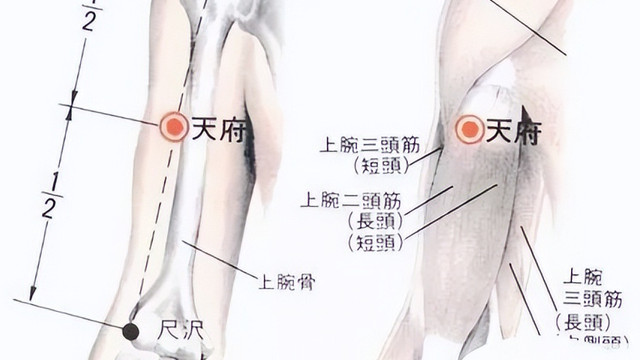 靶向药|经络穴位，一日一学——天府，鼻塞的克星