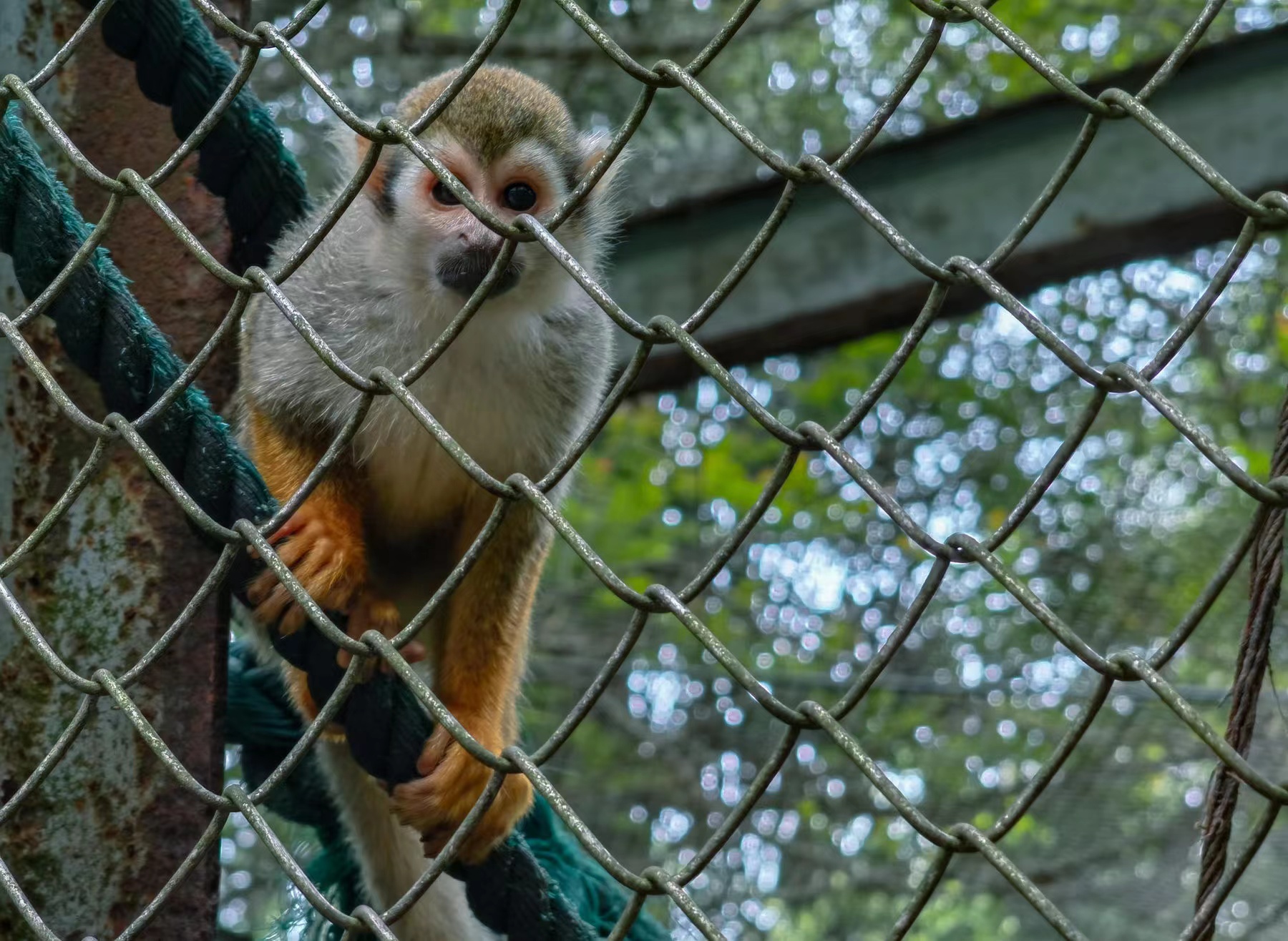 红米Note|手机拍照不止看像素，想拍得好还得选旗舰，行内人推荐这四台！