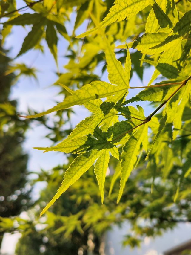 oppo reno8|能打的不止双芯人像拍摄，OPPO Reno8日常拍摄也是同级领先