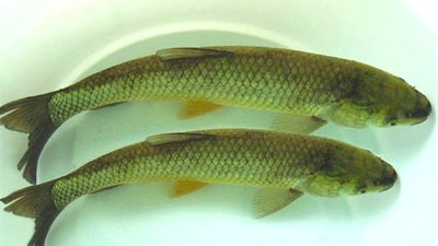 草鱼|把握好以下技巧，钓草鱼也不难