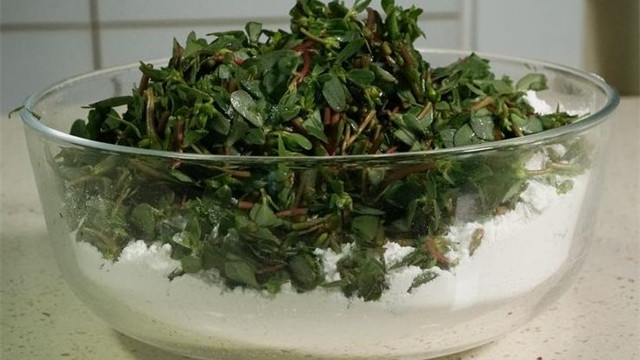 马齿苋|马齿苋这样吃特别养生，比泡水喝功效还明显，药用价值太大了