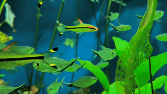 OPPO|一眼看出投资目的，OPPO跟光学大厂合作是为了手机影像