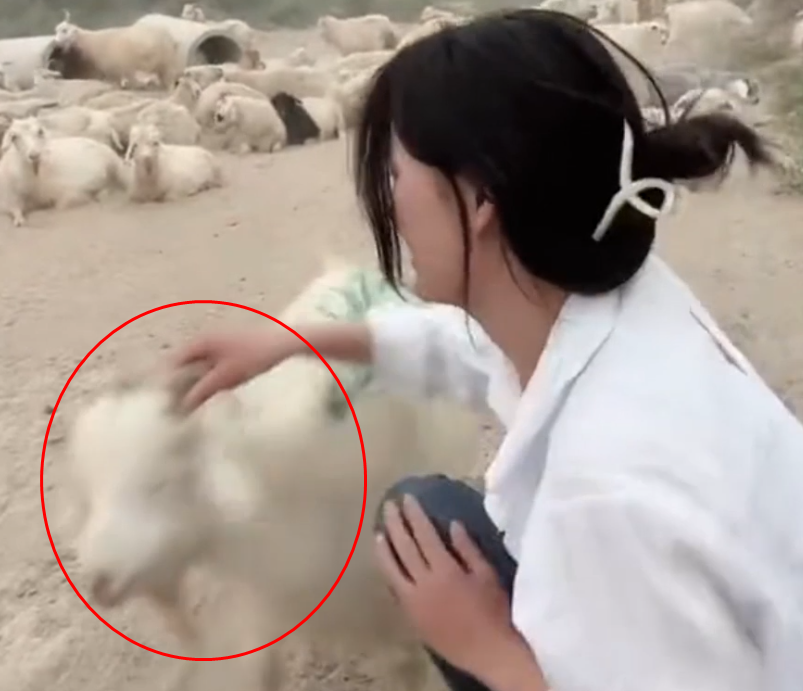 阿力木|灰太狼的羊:8分钟噶一只羊,清纯长相粗暴宰羊,被称荒漠屠夫!