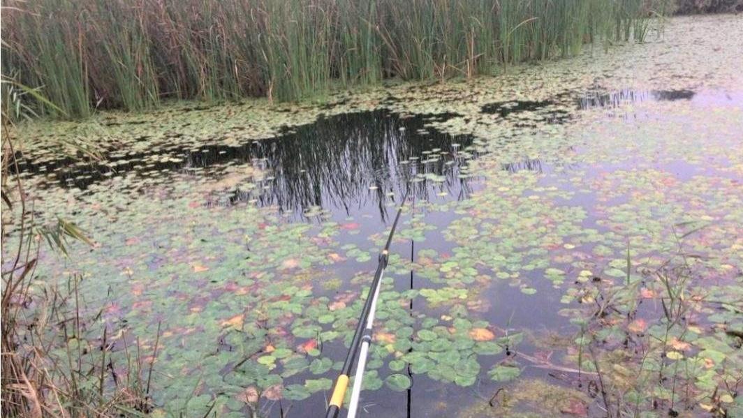明水|夏季钓鱼，钓草洞还是钓草边？深度分析水草特性，确定钓草位置