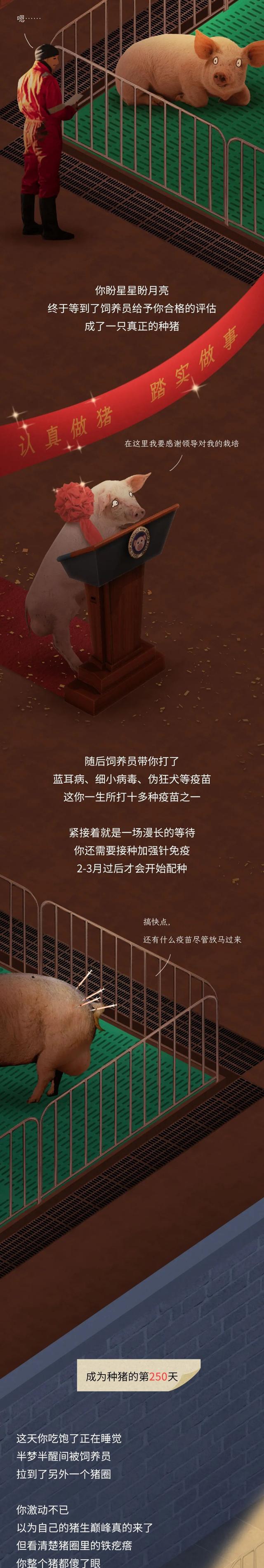 漫画|一头优秀的“种猪”，是如何诞生的？一组漫画科普，涨知识了！