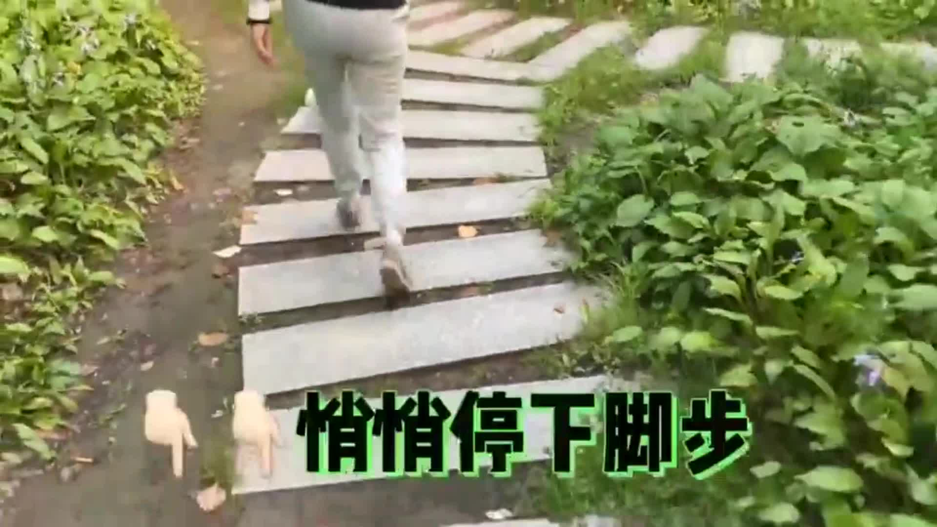 边牧：你当我傻啊？都不想戳穿你了