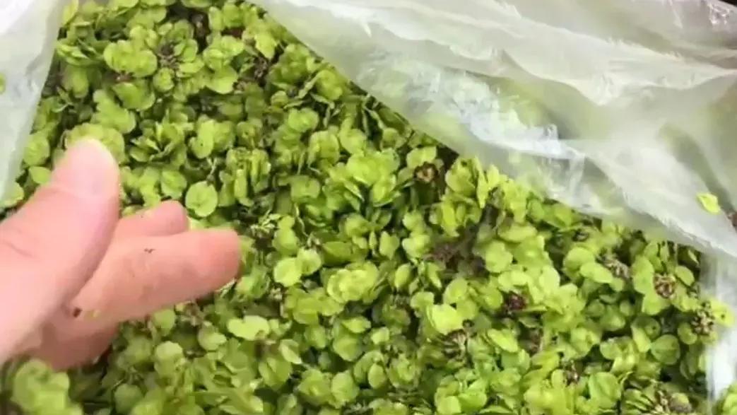 黄瓜|榆钱窝窝头，好吃不贵