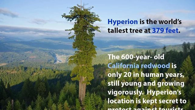 西藏|高76.8米！中国最高的树在西藏发现，为啥树大多都迈不过120米？