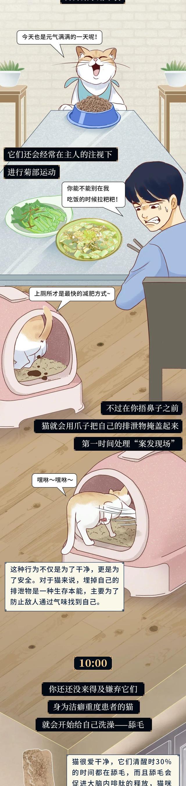 acgn漫评|一只猫在家的24小时:原来会做这些事,看完或颠覆三观(漫画)