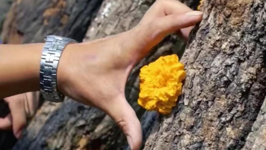 白木耳|这些好吃的“耳”，你吃过几种？