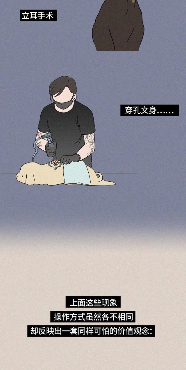 acgn漫评|“我逃过了虐猫者，却没逃过这场手术！”（漫画科普）看完好心疼