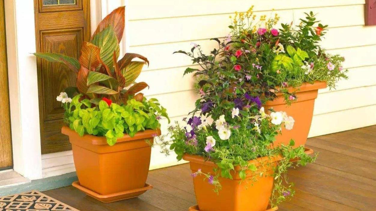 ?卫生间里味大受不了？养上这几盆，异味消失