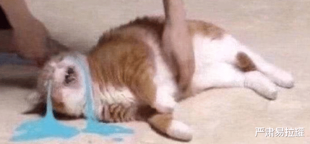 阿尼亚|这9.3分爆款,她赢麻了