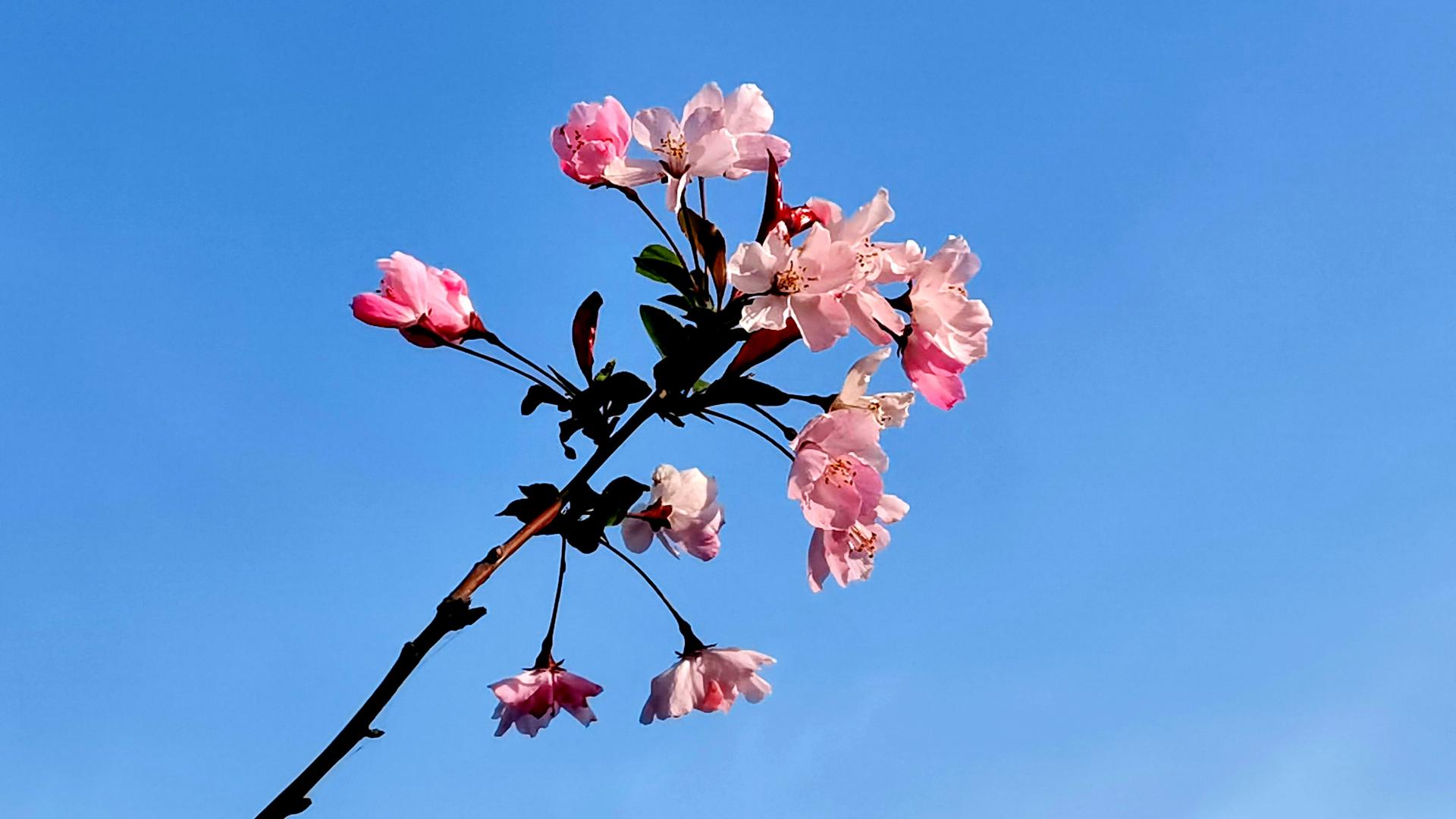 |如何拍好春日盛开的垂丝海棠