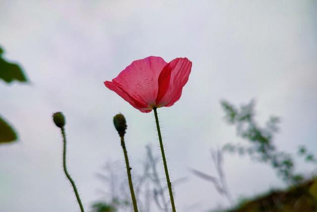 摩托罗拉|摩托罗拉edgeS30Max大量生产，增加16G+512G，仅卖2599