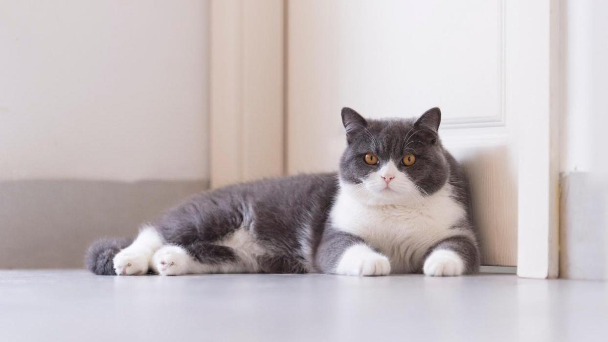 什么是猫传腹，如何预防猫传腹，在治疗猫传腹期间要注意什么？